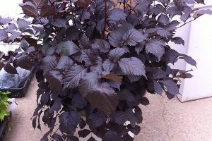 Astilbe 'Chocolate Shogun' 